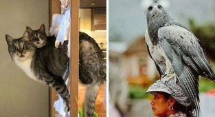 10 забавных снимков обо всем на свете, которые поднимут настроение (11 фото)