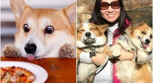 Корги - это сплошная милота! (30 фото)