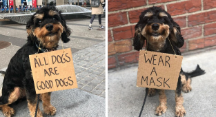 Собачий протест: пес борется за права хвостатых с помощью смешных плакатов (37 фото)