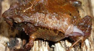 Marsupial toad: they literally stuff tadpoles into pockets on their bodies (9 photos)