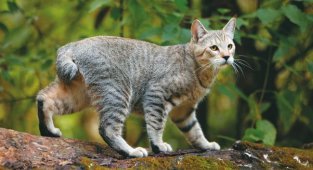 Пиксибоб: Селекционеры превратили простую кошку в мини-рысь! Как ведёт себя новая порода? (5 фото)
