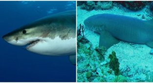 Insomnia of sharks: truth or myth (8 photos)