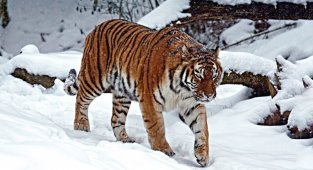 6 фактов о том как зимует уссурийский тигр (6 фото)