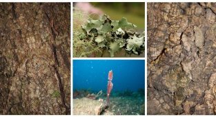 25 природных мастеров максировки: их найдут только самые внимательные (25 фото)