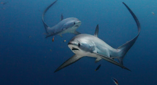 Лисья акула: Невероятно милая акула, которая сражается своим хвостом, как боевой плетью (8 фото)