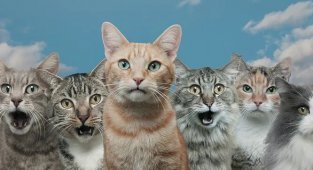 О чем говорят кошки (5 фото)