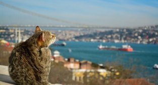 Самые кошачьи города мира: Стамбул (36 фото)
