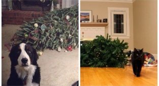 25 кошек и собак, которые разрушили Рождество (26 фото)