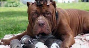 Немного фото собак-мамочек и их малышей (15 фото)