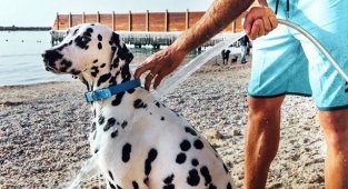 Свои обычаи: как относятся к домашним животным в разных странах (15 фото)