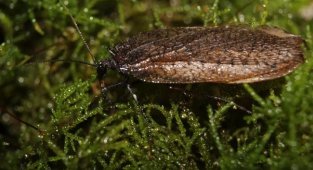 Cockroach scorpion: They don’t make insects like this anymore. This relic has hardly changed over 200 million years of evolution (7 photos)