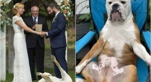 Dogs that know exactly how to enjoy life (16 photos)