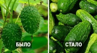10 фруктов  и овощей, которые выглядели совершенно непривычно до того,  как человек изменил их путём селекции (12 фото)