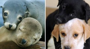 25 милых фото, которые убедят вас, что собаки и тюлени — родственники (26 фото)
