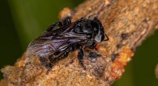 Пчёлы- стервятники: Улей из плоти, а мёд из мяса.  Неправильные пчёлы, которые собирают падаль вместо пыльцы (7 фото)