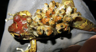 Хемифрактиды: Чернобыльские монстры отдыхают, или как из лягушек растут другие лягушки (8 фото)