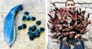 Delicious, but not the most appetizing-looking delicacies (16 photos)
