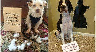 Забавный календарь с виноватыми собаками, которых поймали на месте преступления (21 фото)
