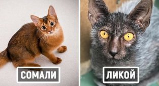 18 пород домашних кошек, о которых знают немногие (19 фото)