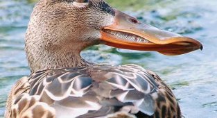 Широконоска: утка с необычным клювом (6 фото)