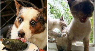 20+ кадров с животными, которые зарядят доброй порцией позитива (30 фото)