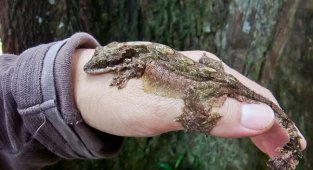 Лопастехвостый геккон: весь в морщинах и складках (10 фото)