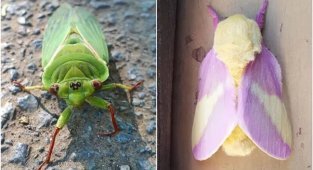 20+ цікавих кадрів зі світу комах (30 фото)