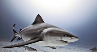 Самые опасные хищники в океане (8 фото)