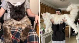 18 photos of very large cats (19 photos)