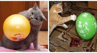 Cats' reaction to balloons (23 photos + 1 video)