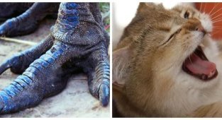 10 любопытных фактов о животных, которые удивили бы даже Дарвина (11 фото)