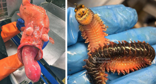 Ужасы из глубин: рыбак из Мурманска публикует фото страшных морских гадов, похожих на инопланетных чудищ (34 фото)