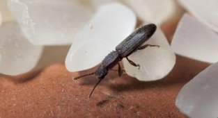 Суринамский мукоед: По статистике, каждая пятая партия зерна заражена этим жуком. Кто он? И как появляется в закрытой пачке? (6 фото)