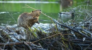 Как бобры додумались строить плотины и хатки в процессе эволюции? (6 фото)