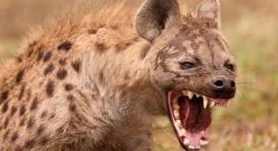 10 amazing facts about the spotted hyena (11 photos)