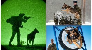 Служебные собаки: четвероногие храбрецы (26 фото)