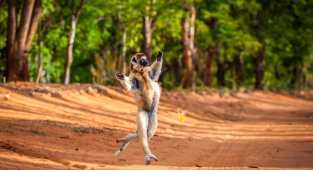 Сифаки: Счастливые и беззаботные. Лежат на солнышке и танцуют целыми днями (9 фото)