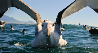 Странствующий альбатрос: Кругосветка за месяц. Как не уставать при регулярных перелётах на 21.000 км? (11 фото)