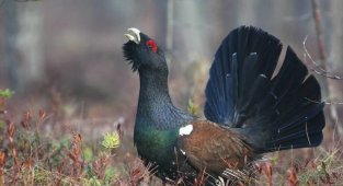 Почему глухаря так назвали, хотя он прекрасно слышит (4 фото)