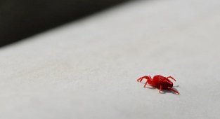 Краснотелковый клещ: Тот самый крошечный красный жучок, которого видел каждый. А это, кстати, опасный паразит (8 фото)