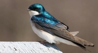 Воронок:  Деловой стиль, любовь к «фастфуду», жизнь на лету. Почему  городская ласточка так похожа на офисный планктон? (8 фото)