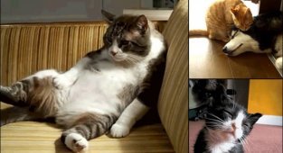 Лень, драма и снова лень в 20 "гифках" с котиками, идеально описывающими жизнь (1 фото + 20 гиф)