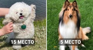 16 dog breeds that are the most good-natured according to scientists (17 photos)