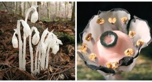 A ghostly flower that seeks and absorbs (7 photos)