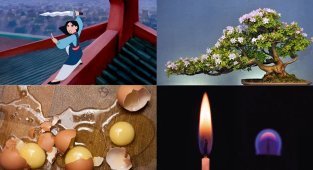Жестокая Мулан, пивной алкоголизм, не дерево бонсай и другие любопытные факты (10 фото)