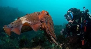 Каракатица: Запоминает обидчика и мстит всю жизнь. Как работает вендетта у моллюсков? (9 фото + 1 гиф)