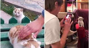 20+ смешных котеек, которые подарят добрую порцию позитива (31 фото)