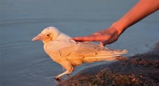 Белые вороны: Судьба «особенных» птиц в стае. Как к ним относятся сородичи на самом деле? (6 фото)