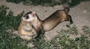 American Ferret: Every day he eats his own weight in meat. An eternally hungry predator who is obsessed with prairie dogs (7 photos)