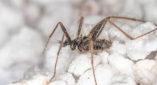 What winter insects exist? They can be found even in severe frost! (5 photos)